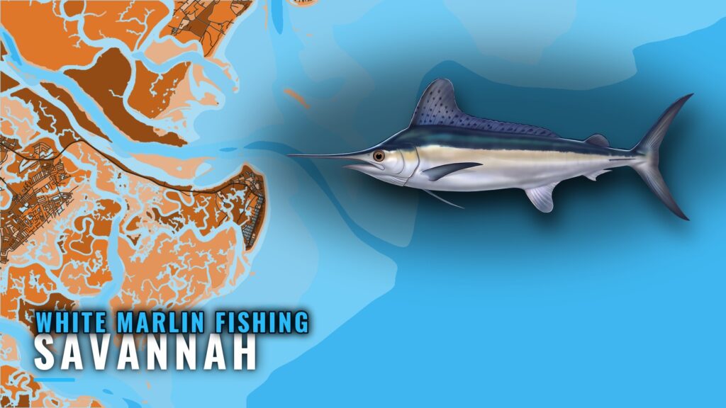 White Marlin Fishing out of Savannah: Grounds and Runs