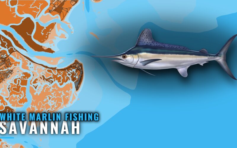 White Marlin Fishing out of Savannah: Grounds and Runs