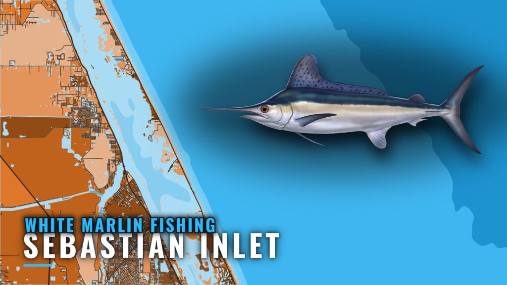White Marlin Fishing out of Sebastian Inlet, Florida