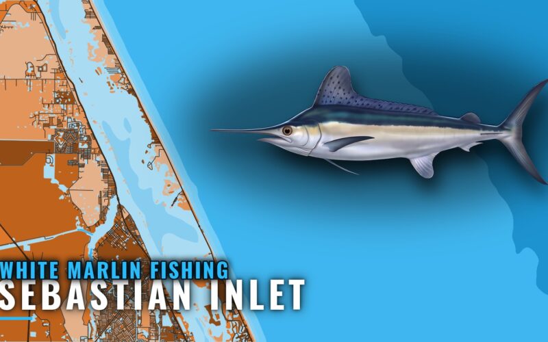 White Marlin Fishing out of Sebastian Inlet, Florida