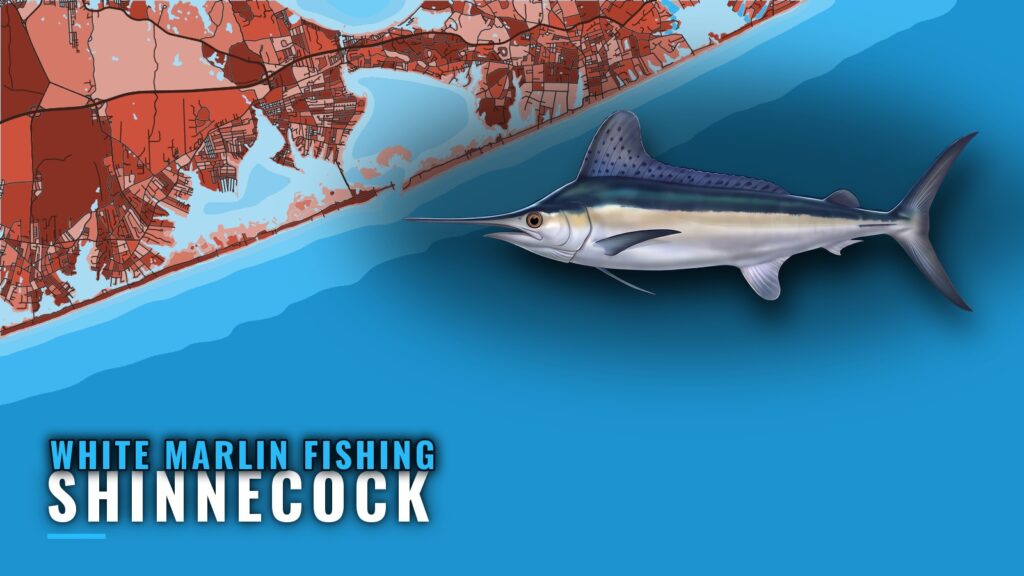 White Marlin Fishing out of Shinnecock: Season and Grounds