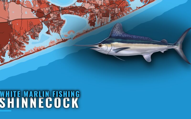 White Marlin Fishing out of Shinnecock: Season and Grounds