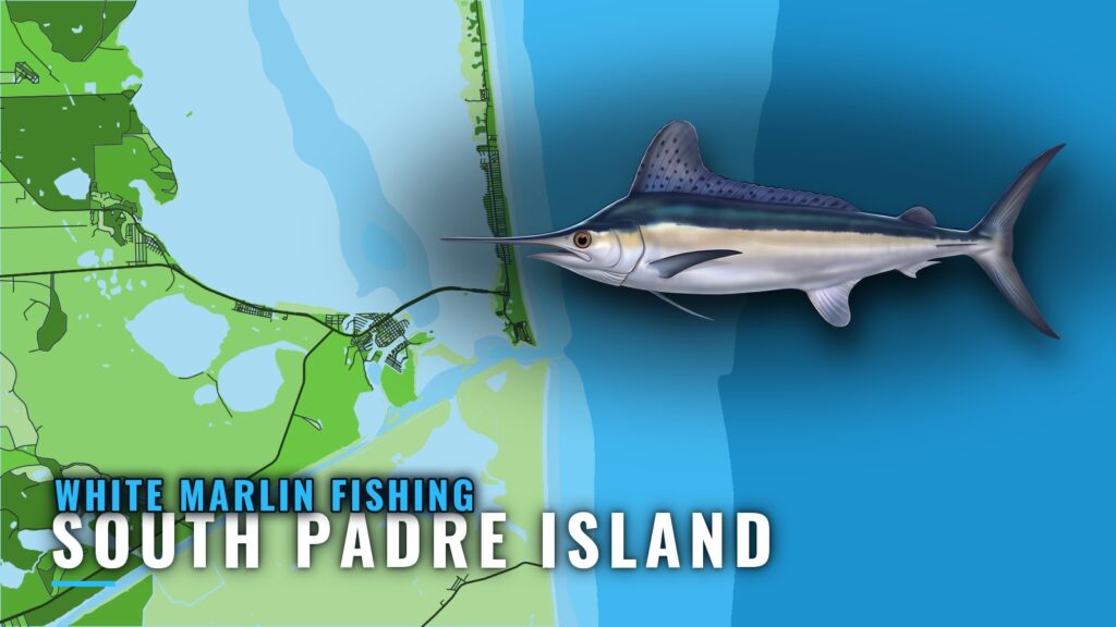 White Marlin Fishing out of South Padre Island: The Run