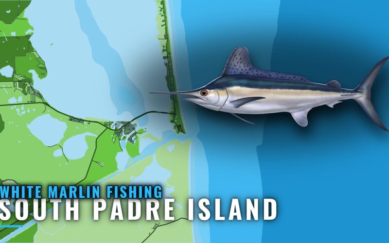 White Marlin Fishing out of South Padre Island: The Run
