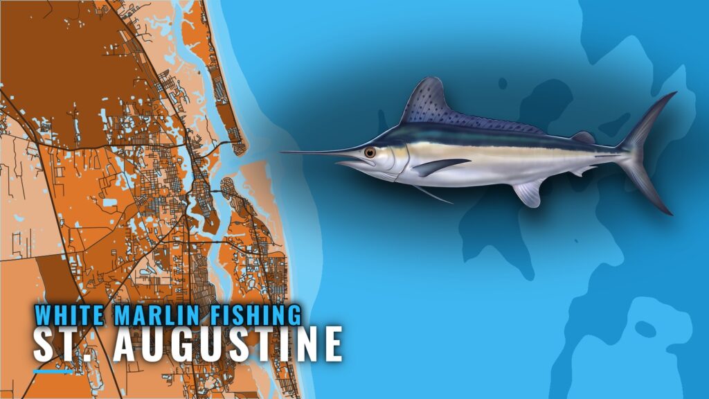 White Marlin Fishing out of St. Augustine: Reefs and Season