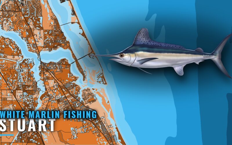 White Marlin Fishing out of Stuart: Grounds and Reefs