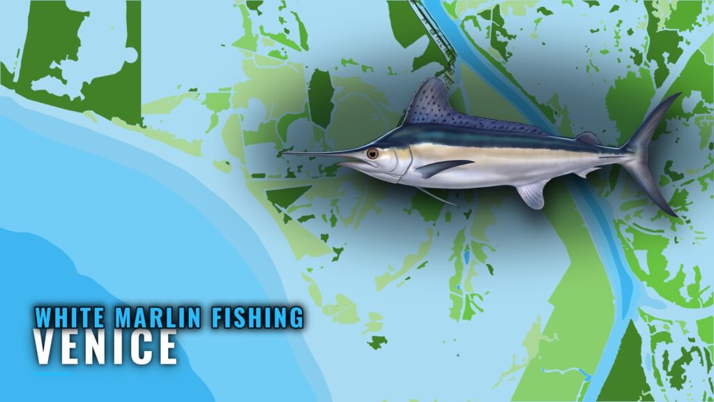 White Marlin Fishing Out of Venice: Lumps, Runs and Season