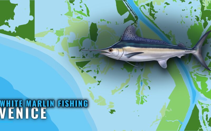 White Marlin Fishing Out of Venice: Lumps, Runs and Season