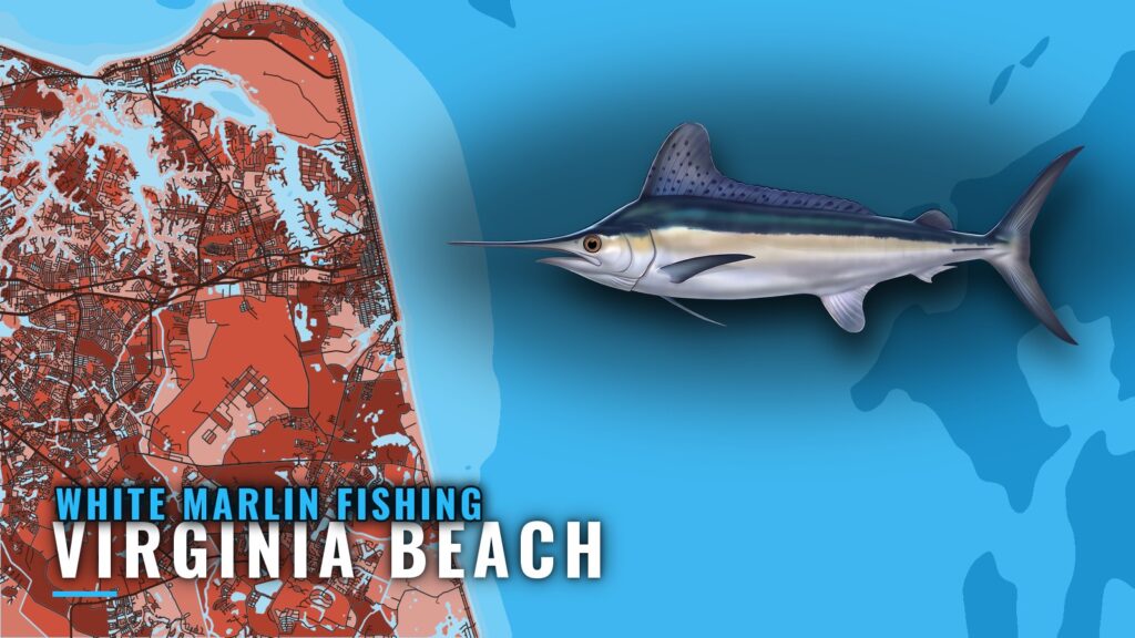 White Marlin Fishing out of Virginia Beach: Where to Run