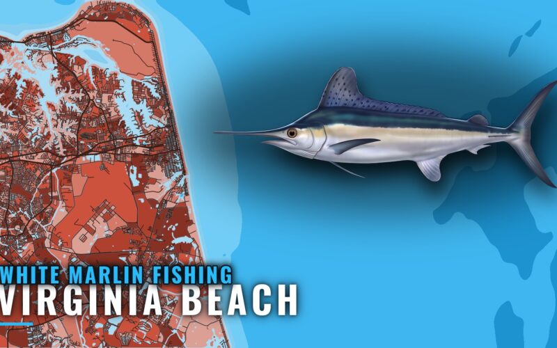White Marlin Fishing out of Virginia Beach: Where to Run