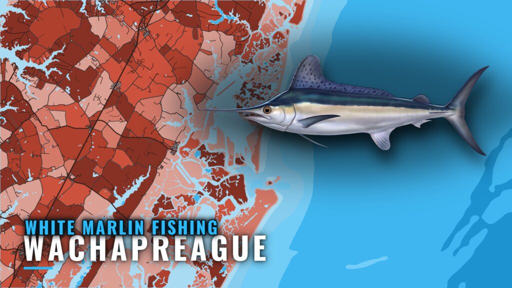 White Marlin Fishing Out of Wachapreague: Run and Grounds
