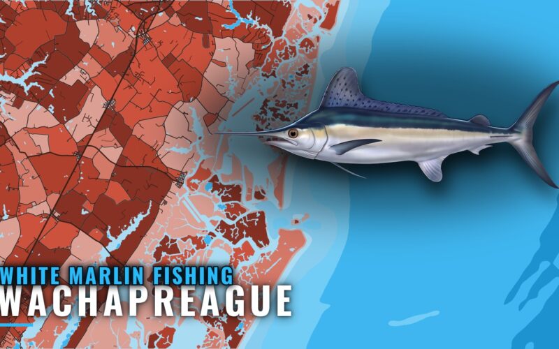 White Marlin Fishing Out of Wachapreague: Run and Grounds