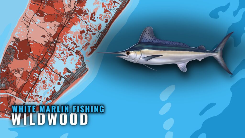 White Marlin Fishing out of Wildwood: Canyons and Season