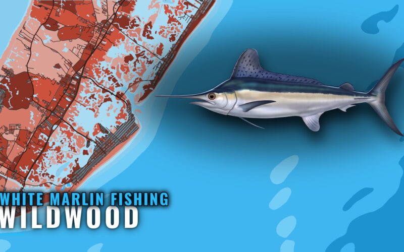 White Marlin Fishing out of Wildwood: Canyons and Season