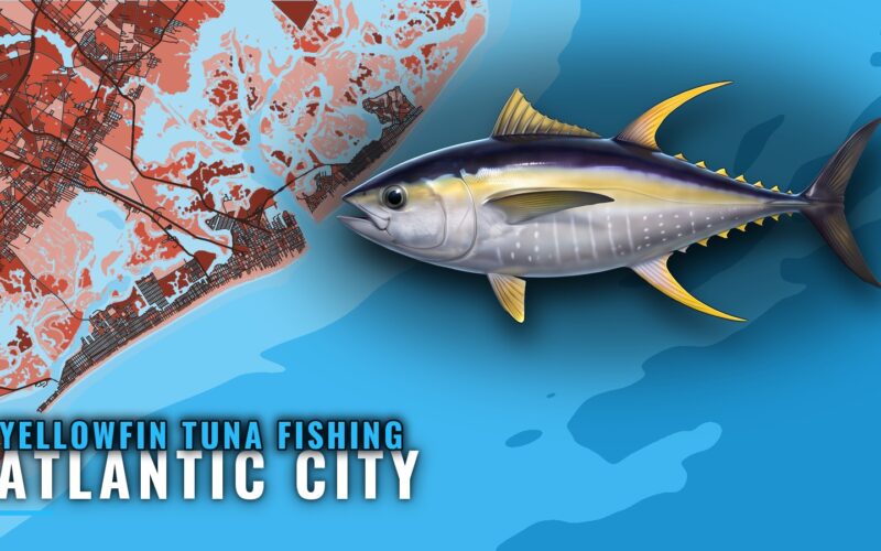 Yellowfin Tuna Fishing Out of Atlantic City: Port Guide
