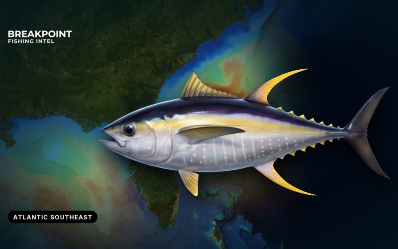 Guide to Yellowfin Tuna Fishing in the Atlantic Southeast
