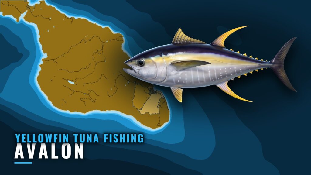 Yellowfin Tuna Fishing Out of Avalon: When, Where, How
