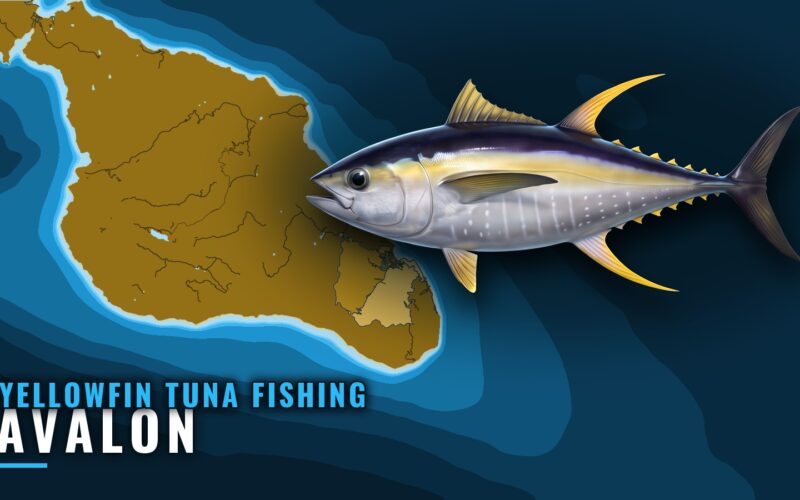 Yellowfin Tuna Fishing Out of Avalon: When, Where, How