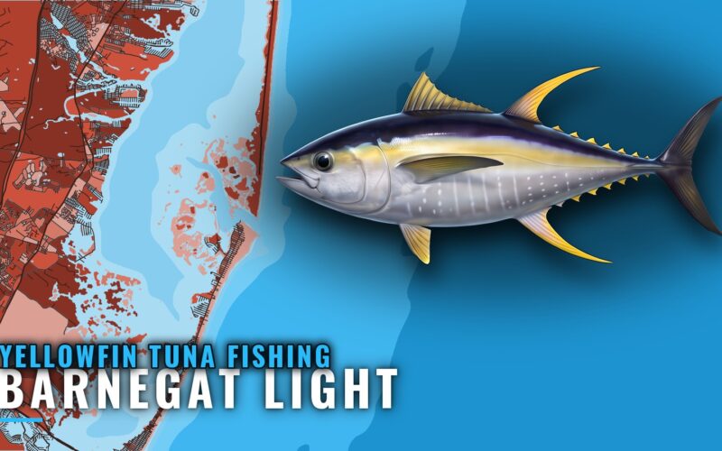 Yellowfin Tuna Fishing Out of Barnegat Light: Port Guide