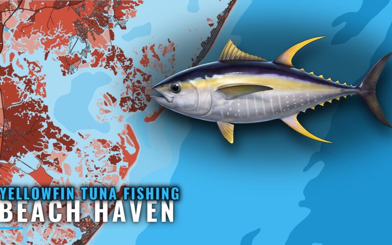 Yellowfin Tuna Fishing Out of Beach Haven: Where Boats Run