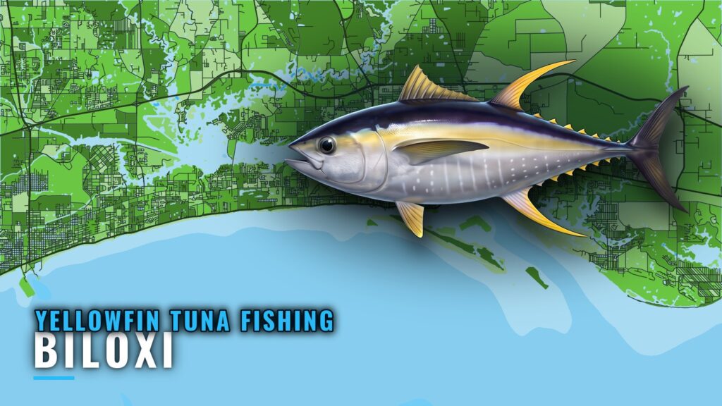 Yellowfin Tuna Fishing Out of Biloxi: Rigs, Season, Methods