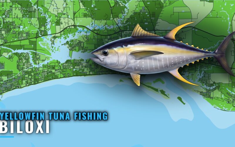 Yellowfin Tuna Fishing Out of Biloxi: Rigs, Season, Methods