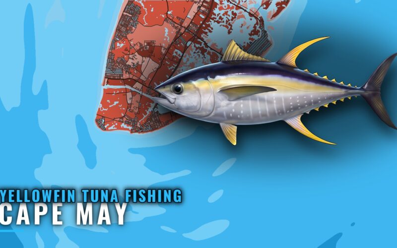 Yellowfin Tuna Fishing Out of Cape May: Canyons and Methods
