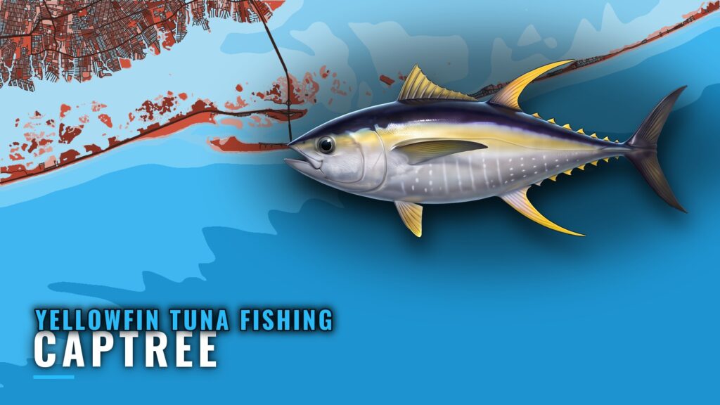 Yellowfin Tuna Fishing Out of Captree: Season and Reefs