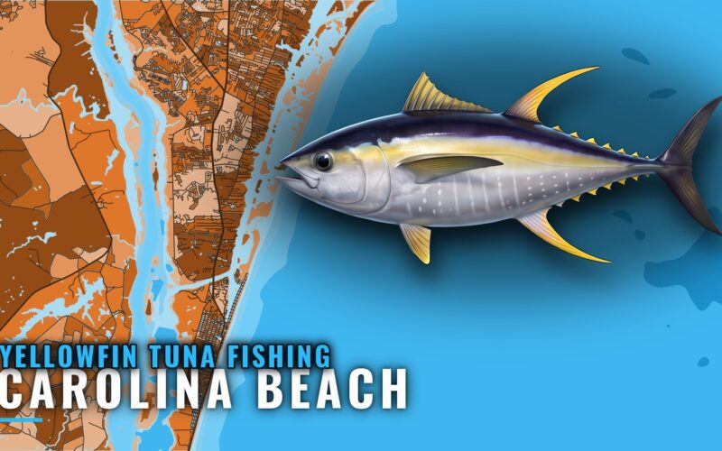 Yellowfin Tuna Fishing out of Carolina Beach, NC