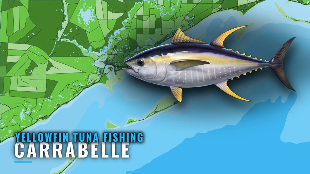 Yellowfin Tuna Fishing out of Carrabelle: Grounds and Runs