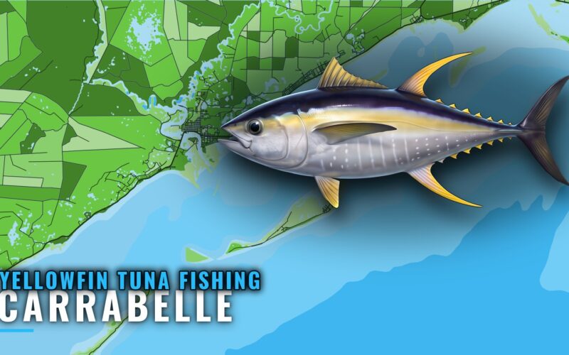 Yellowfin Tuna Fishing out of Carrabelle: Grounds and Runs