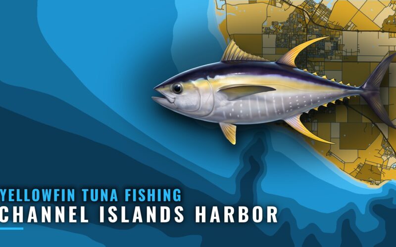 Yellowfin Tuna Fishing Out of Channel Islands Harbor