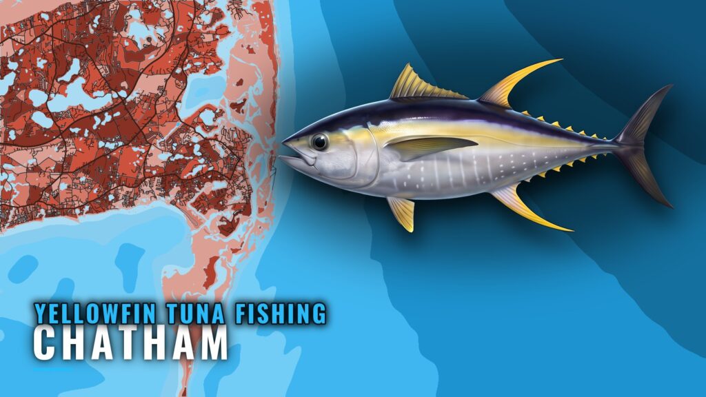 Yellowfin Tuna Fishing Out of Chatham: The Canyon Run
