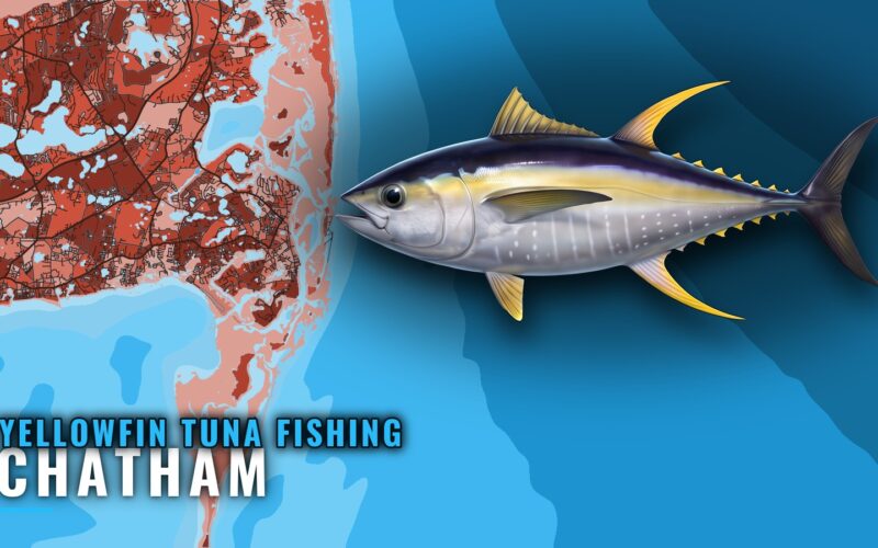 Yellowfin Tuna Fishing Out of Chatham: The Canyon Run