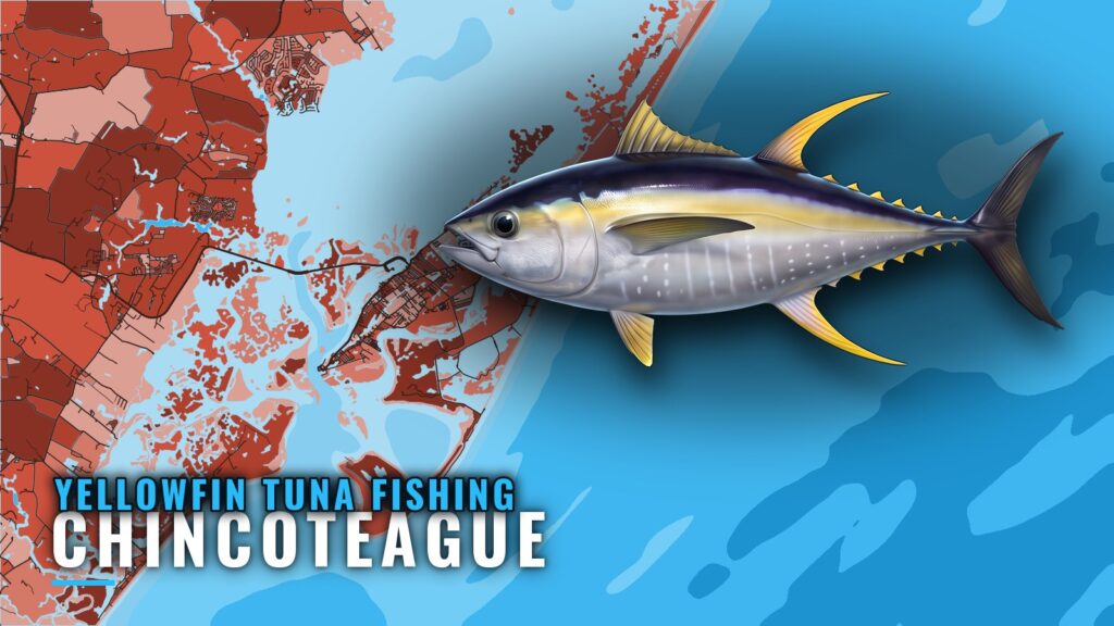 Yellowfin tuna fishing out of Chincoteague: where to run