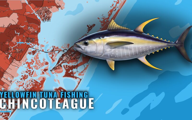 Yellowfin tuna fishing out of Chincoteague: where to run