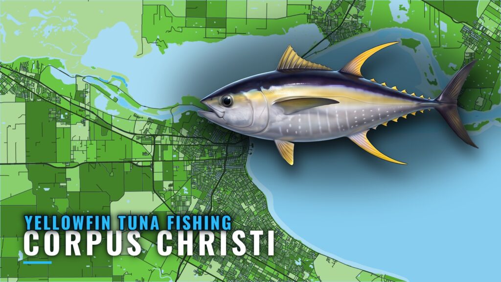 Yellowfin Tuna Fishing Out of Corpus Christi: Where to Run