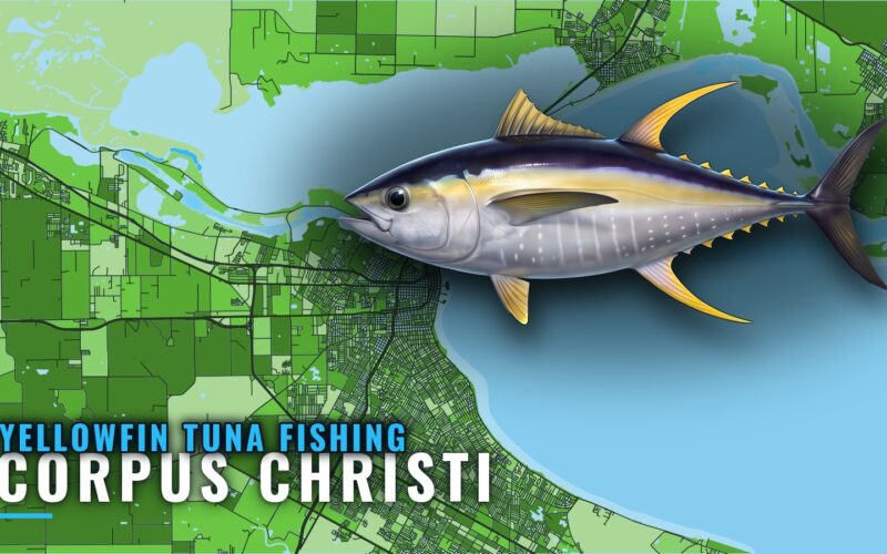Yellowfin Tuna Fishing Out of Corpus Christi: Where to Run