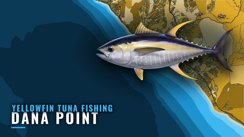 Yellowfin Tuna Fishing Out of Dana Point: When and Where