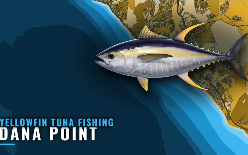 Yellowfin Tuna Fishing Out of Dana Point: When and Where