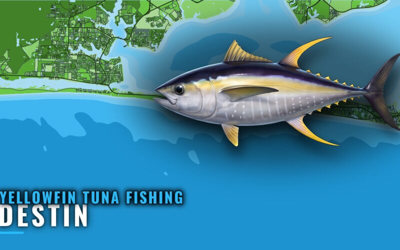 Yellowfin Tuna Fishing Out of Destin: Grounds and Runs