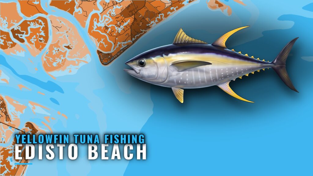 Yellowfin tuna fishing out of Edisto Beach: reefs and ledge