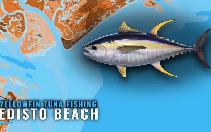 Yellowfin tuna fishing out of Edisto Beach: reefs and ledge