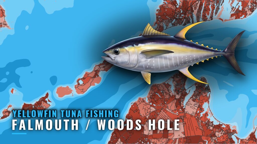 Yellowfin Tuna Fishing Out of Falmouth / Woods Hole
