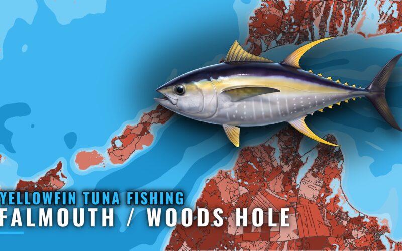 Yellowfin Tuna Fishing Out of Falmouth / Woods Hole
