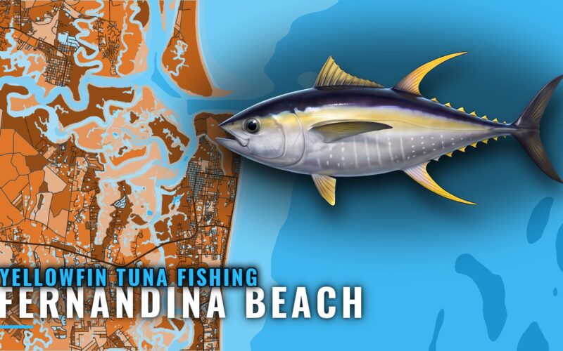Yellowfin Tuna Fishing Out of Fernandina Beach, Florida