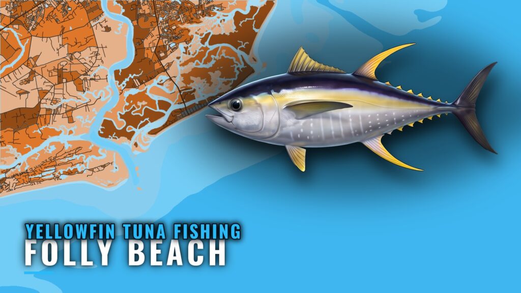 Yellowfin Tuna Fishing out of Folly Beach: When and Where