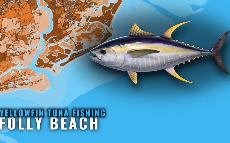 Yellowfin Tuna Fishing out of Folly Beach: When and Where