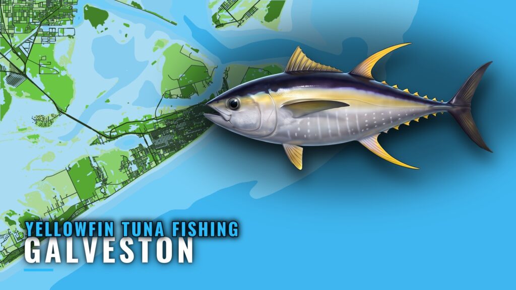 Yellowfin Tuna Fishing Out of Galveston: Runs and Rigs