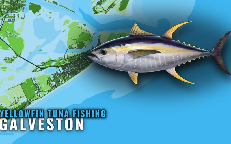 Yellowfin Tuna Fishing Out of Galveston: Runs and Rigs